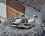 Capi_Dubne_20260624_141205.jpg