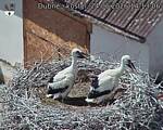Capi_Dubne_20260624_141306.jpg