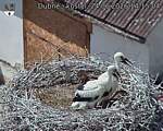 Capi_Dubne_20260624_141504.jpg