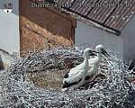 Capi_Dubne_20260624_141606.jpg