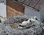 Capi_Dubne_20260624_141808.jpg