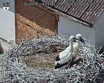 Capi_Dubne_20260624_142013.jpg