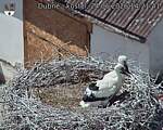Capi_Dubne_20260624_142141.jpg