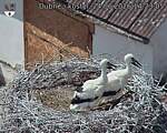 Capi_Dubne_20260624_142305.jpg
