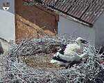 Capi_Dubne_20260624_142506.jpg
