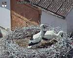 Capi_Dubne_20260624_142706.jpg