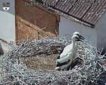 Capi_Dubne_20260624_142808.jpg