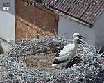 Capi_Dubne_20260624_142904.jpg
