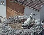 Capi_Dubne_20260624_143005.jpg