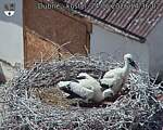 Capi_Dubne_20260624_143602.jpg