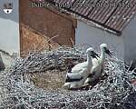 Capi_Dubne_20260624_143716.jpg