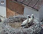 Capi_Dubne_20260624_143907.jpg