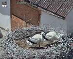 Capi_Dubne_20260624_145004.jpg