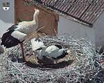 Capi_Dubne_20260624_145306.jpg