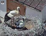 Capi_Dubne_20260624_150005.jpg