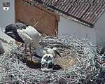 Capi_Dubne_20260624_150504.jpg