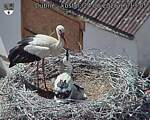 Capi_Dubne_20260624_151306.jpg