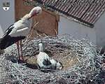 Capi_Dubne_20260624_151605.jpg