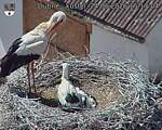 Capi_Dubne_20260624_151704.jpg