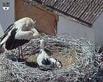 Capi_Dubne_20260624_151805.jpg