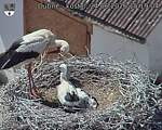 Capi_Dubne_20260624_151904.jpg
