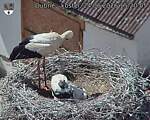 Capi_Dubne_20260624_152005.jpg