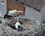 Capi_Dubne_20260624_152104.jpg
