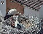 Capi_Dubne_20260624_152207.jpg