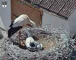 Capi_Dubne_20260624_152404.jpg