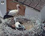 Capi_Dubne_20260624_152504.jpg