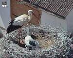 Capi_Dubne_20260624_152605.jpg