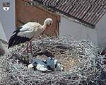 Capi_Dubne_20260624_152804.jpg