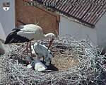 Capi_Dubne_20260624_152904.jpg