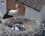 Capi_Dubne_20260624_153005.jpg