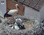 Capi_Dubne_20260624_153405.jpg
