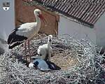 Capi_Dubne_20260624_153905.jpg