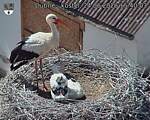 Capi_Dubne_20260624_154003.jpg
