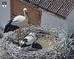 Capi_Dubne_20260624_154106.jpg