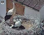 Capi_Dubne_20260624_154308.jpg