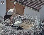 Capi_Dubne_20260624_154404.jpg