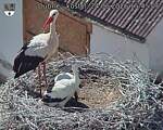 Capi_Dubne_20260624_154507.jpg