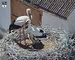 Capi_Dubne_20260624_160003.jpg