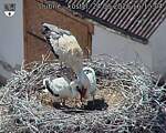 Capi_Dubne_20260624_161504.jpg