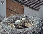Capi_Dubne_20260624_162004.jpg
