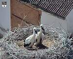 Capi_Dubne_20260624_163005.jpg