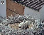 Capi_Dubne_20260624_164503.jpg