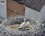 Capi_Dubne_20260624_165004.jpg