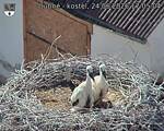 Capi_Dubne_20260624_170504.jpg