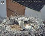 Capi_Dubne_20260624_174002.jpg