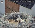 Capi_Dubne_20260624_180504.jpg